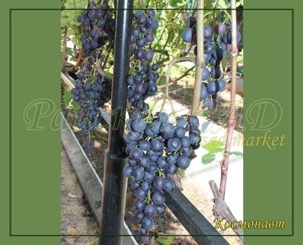 Виноград Космонавт, Черный ранний