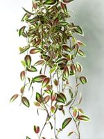 Традесканция зеленая-розовая 75 см.