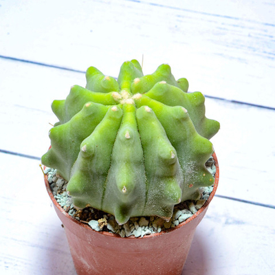 Ferocactus Inermis (Ферокактус)