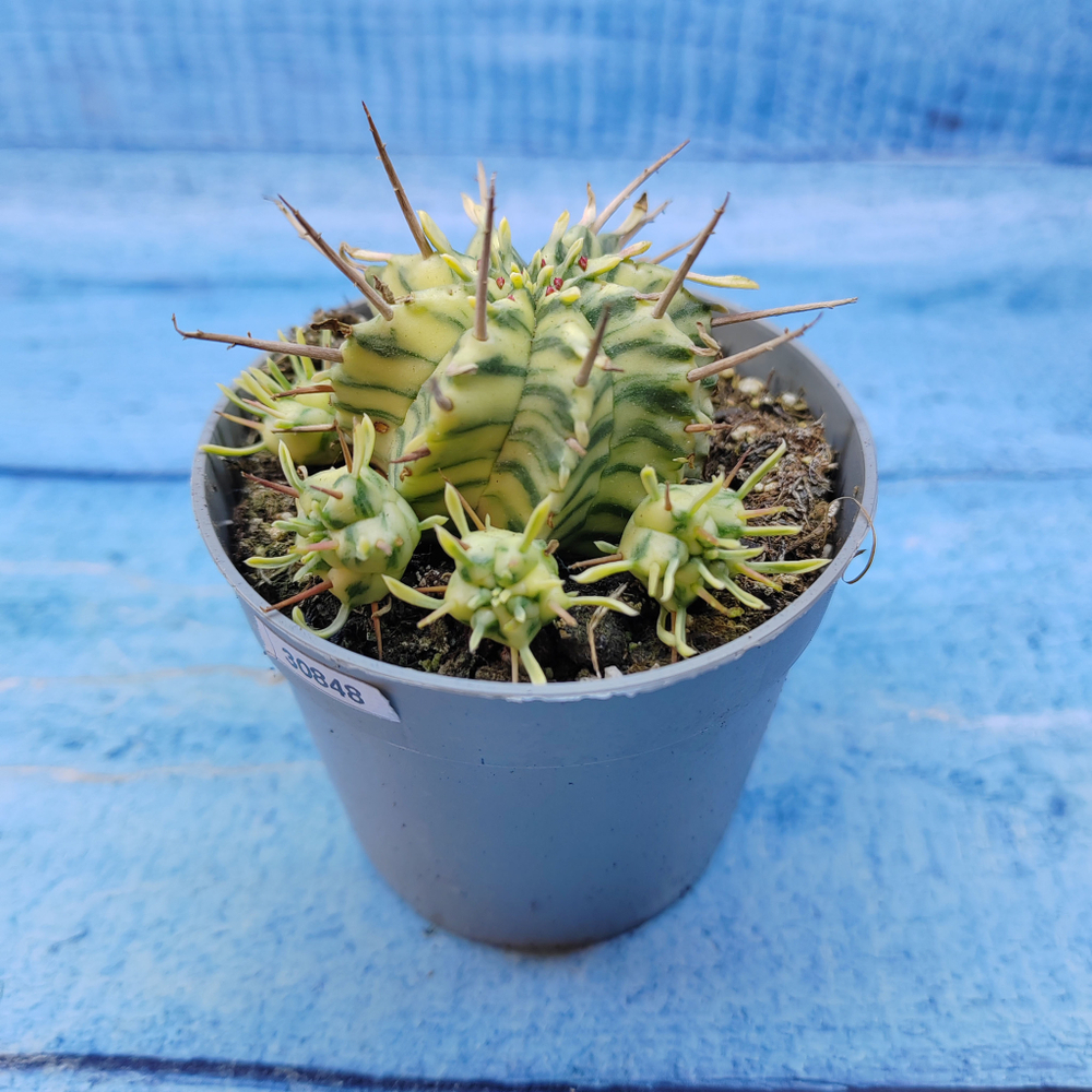 Euphorbia meloformis f. Variegated (Эуфорбия вариегатная)