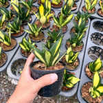 Сансевиерия HAHNII SIAM TOWER