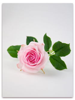 Лепесток розы Фрутетто. Набор 2