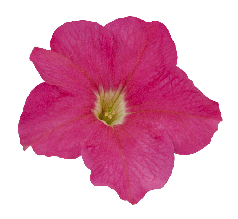 Петуния грандифлора Игл Пинк (1000др) Витагрин Профи