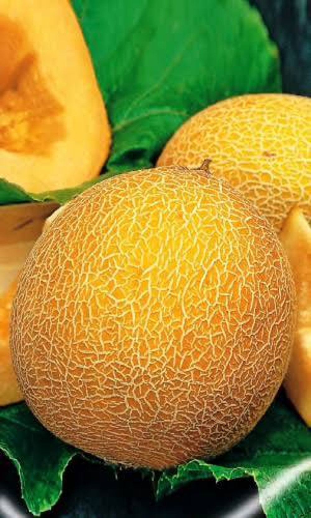 Идиллия семена дыни (ПОИСК)