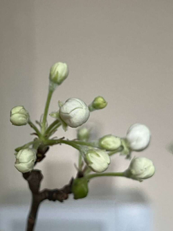 Ветки яблони