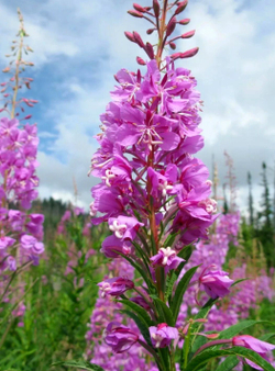 Иван-чай с можжевельником, 100 гр.