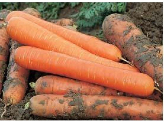 ЧЕМПИОН F1 семена моркови Syngenta купить – фото 1