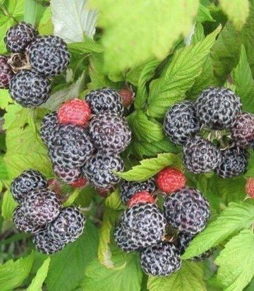 Малина Черная Дар Сибири