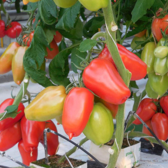 Гусарский_F1_семена_томата_индетерминантного_Гавриш_ – фото 2