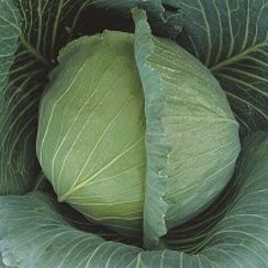 АТРИЯ F1 семена капусты белокочанной (Seminis | Alexagro)