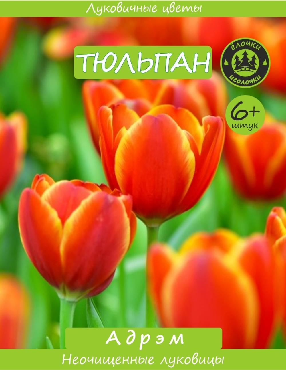 Тюльпан, Луковицы Адрэм 6+ шт