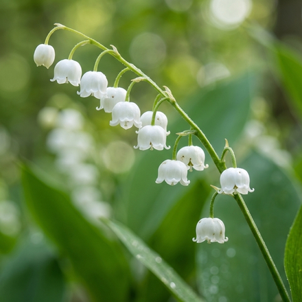 Отдушка CS - Элемент Ландыша (Muguet Element)