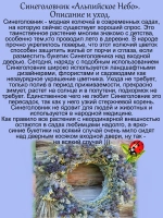 Синеголовник Альпийское небо чертополох