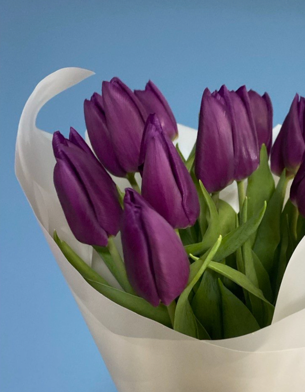 Букет из 15 фиолетовых тюльпанов