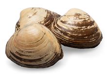 Спизула Сахалинская живая, шт