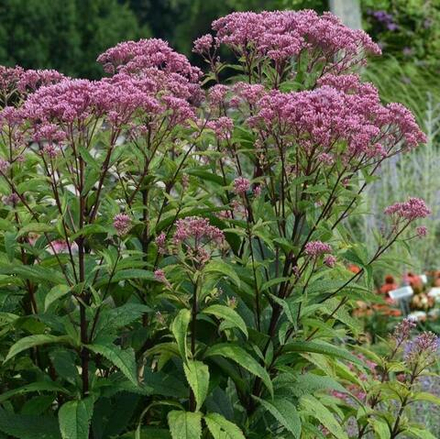 Посконник пятнистый "Baby Joe". Eupatorium maculatum "Baby Joe".
