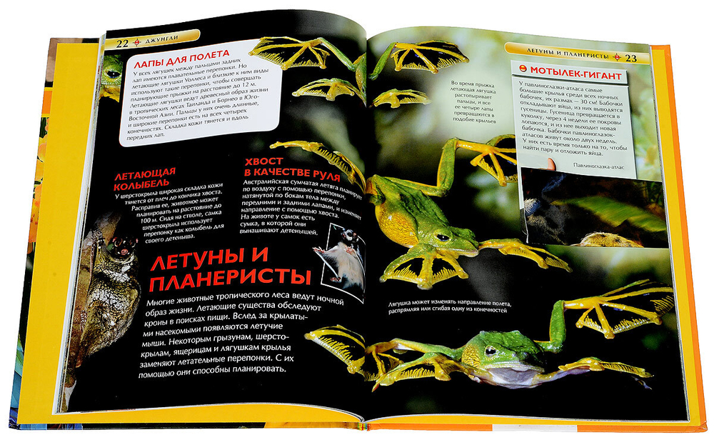 Джунгли