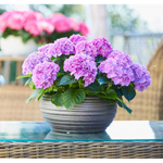 Tabletensia Purple/Таблетензия  Парпл (Стандарт поставки Р9)2025г.