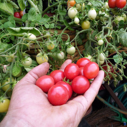 Помидоры для подвесных корзин, ампельные — Garden Pearl