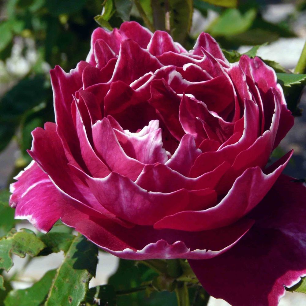 Барон Жиро де Лейн (Baron Girod de L’Ain)