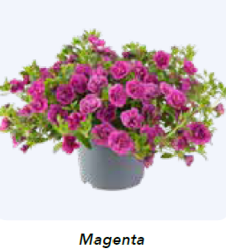 ЕВРО Калибрахоа Cabaret® Double Magneta укорененный черенок ОКС февраль 26 Florensis