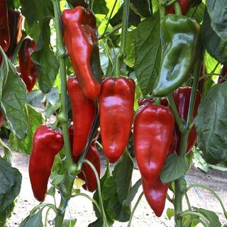 Перец сладкий Каптур F1 50 (семян)