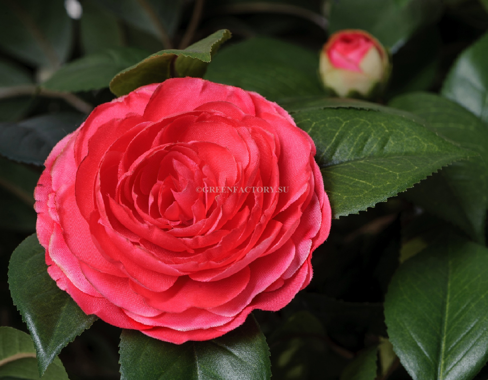 Камелия на штамбе тёмно-розовая