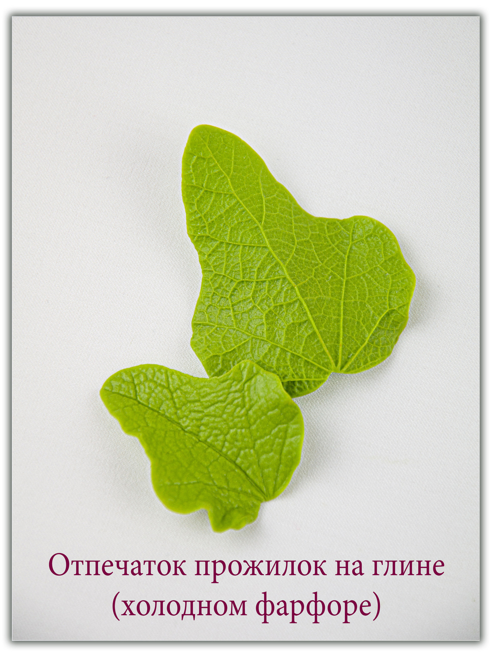 Листья мальвы. Сорт 1