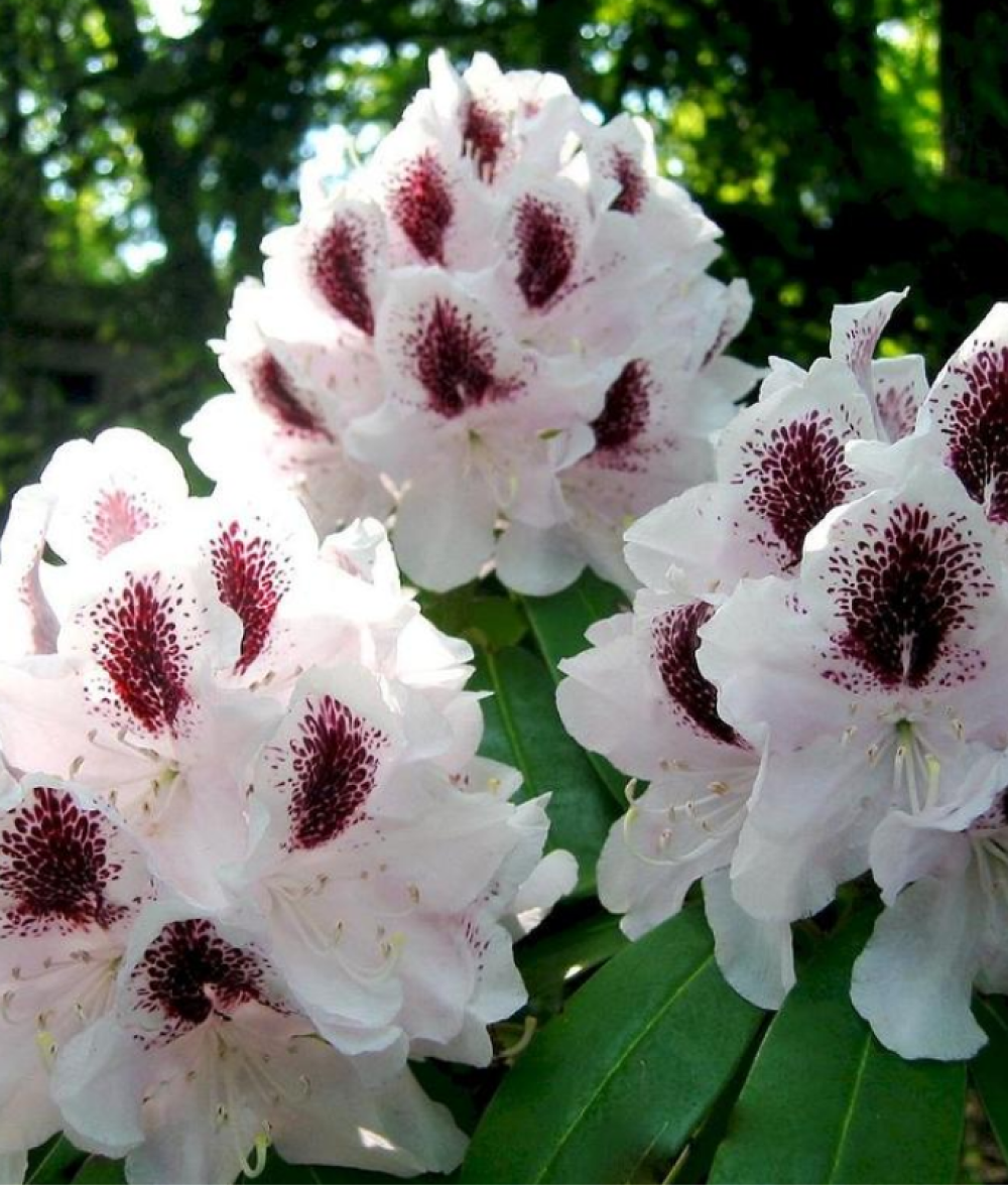 Рододендрон Калсап 25-30 см Закупка М63 апрель 2026