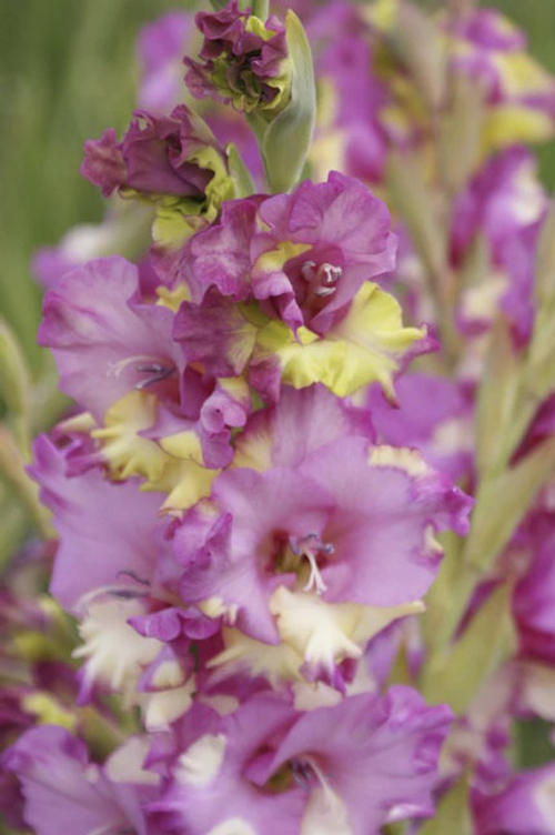 Гладиолус Фем Фаталь