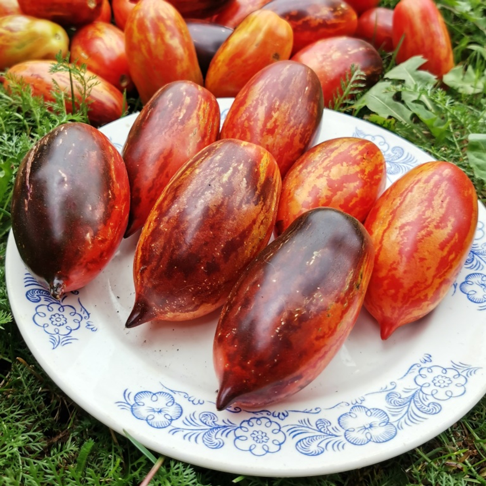 Помидоры - Гном Бой с Тенью