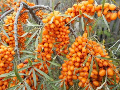 Облепиха Янтарная