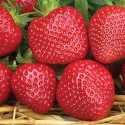 Земляника Мальвина поздняя