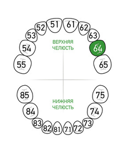 Зона применения клампа для коффердама/раббердама №64 для молочных зубов KSK Dentech (Япония)