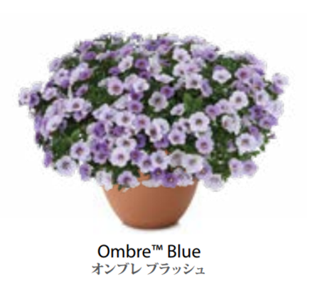 ЕВРО Calibrachoa Ombre Blue укорененный черенок ноябрь