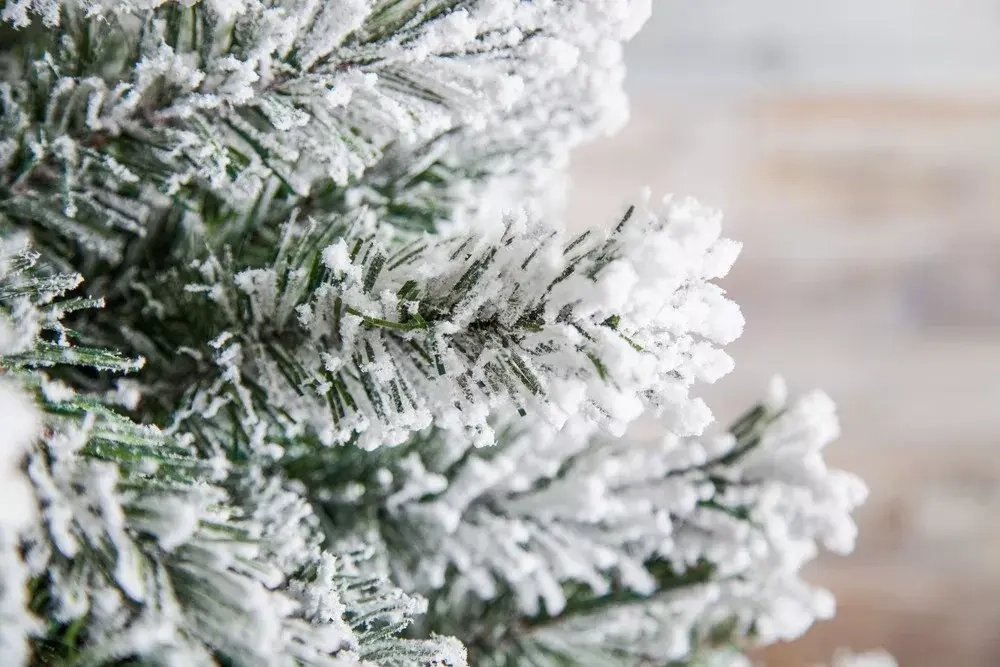 Ель Атлантида заснеженная 215 см., мягкая хвоя, Black Box (74343)