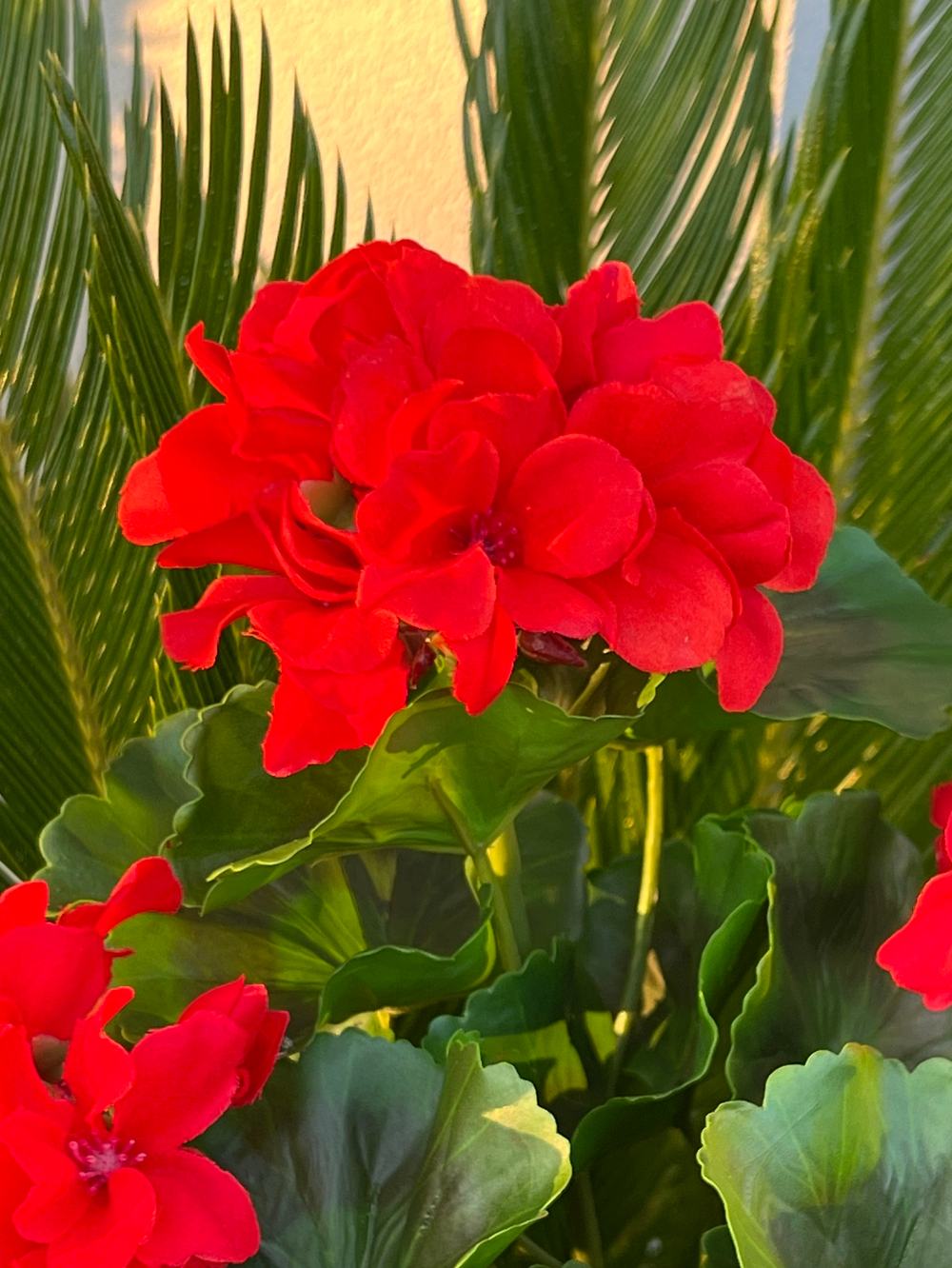 Герань красная куст с цветами 43 см