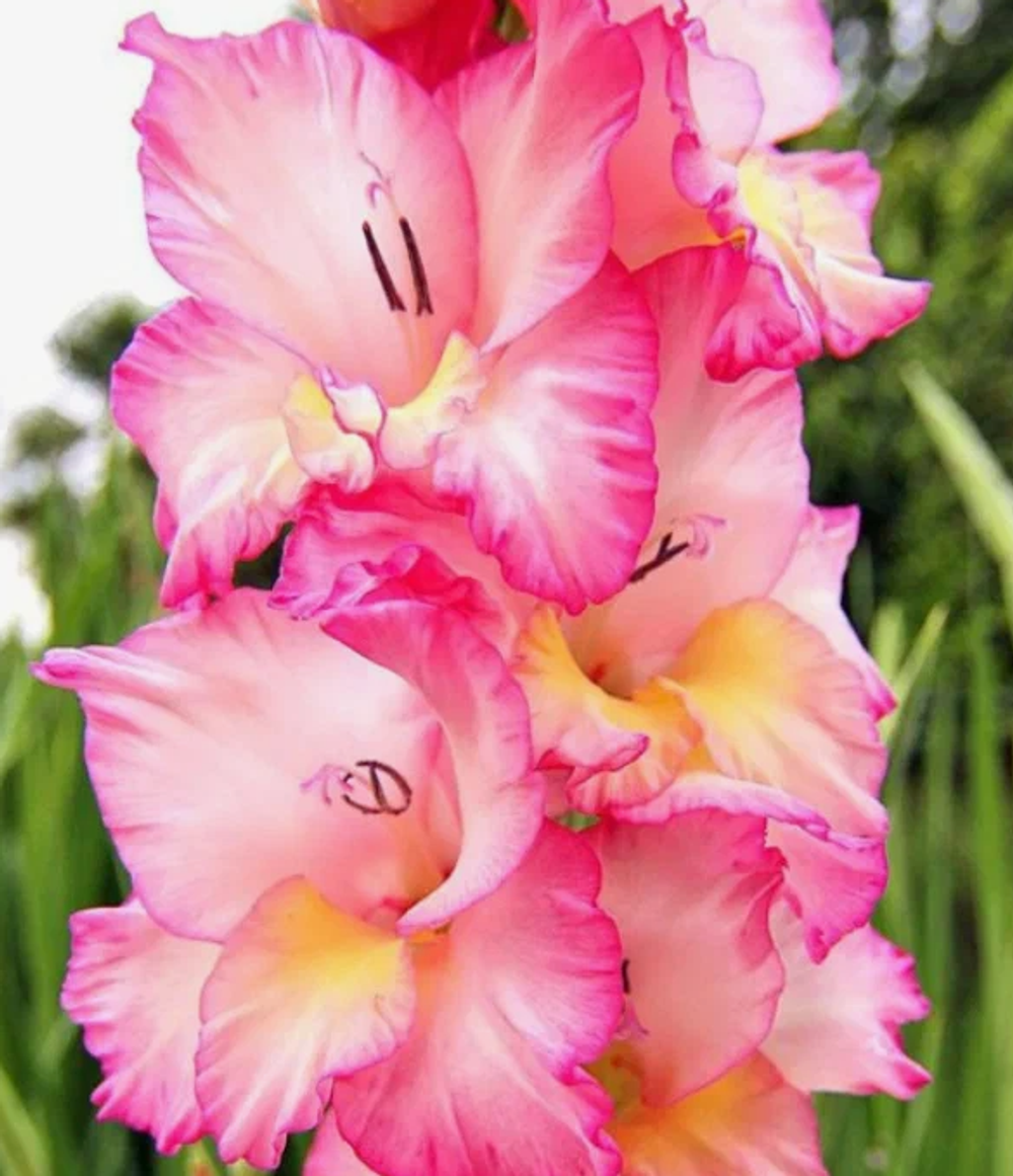 Гладиолус крупноцветковый Присцилла луковица март 2026