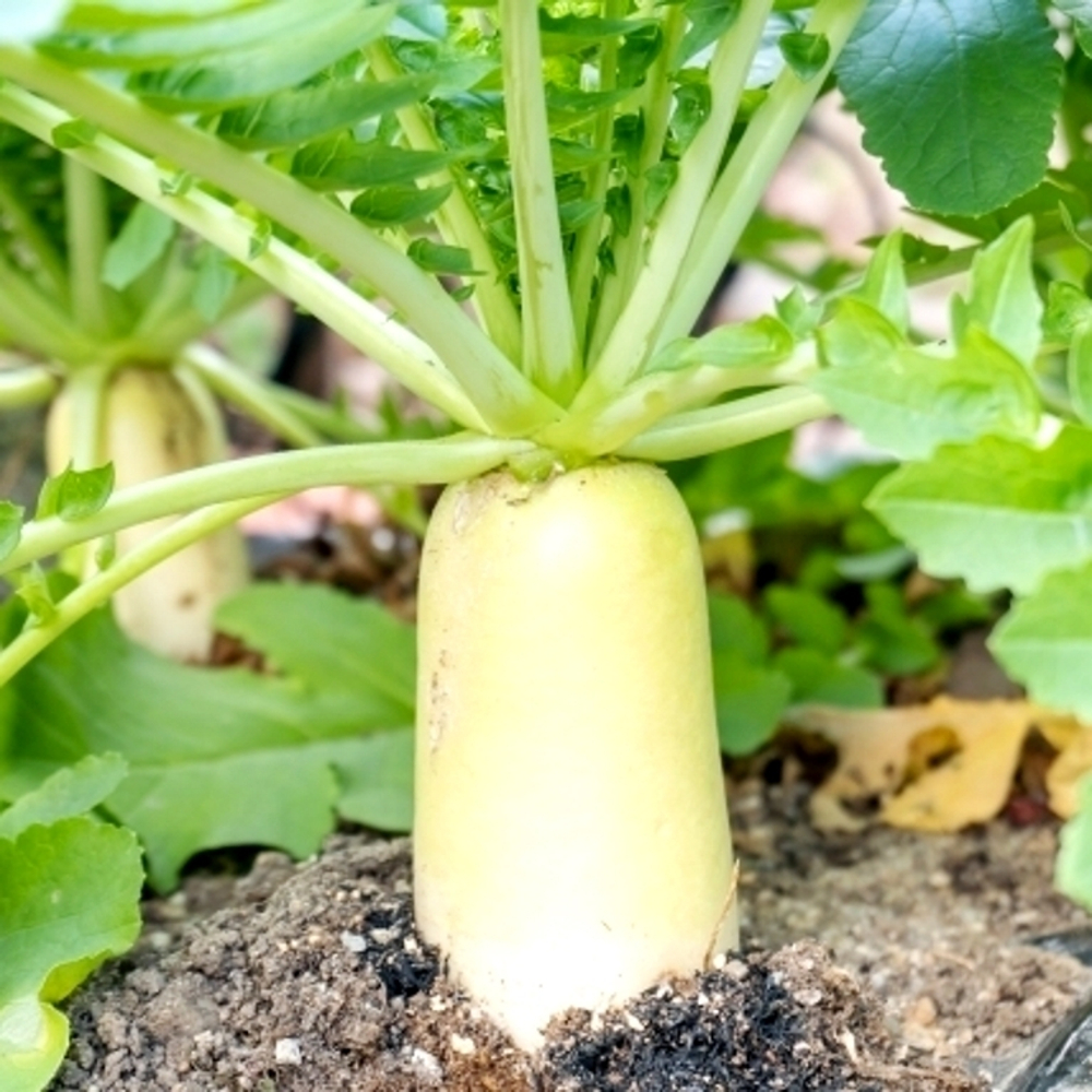Аокуби  Дайкон - Aokubi  Daikon - 青首大根