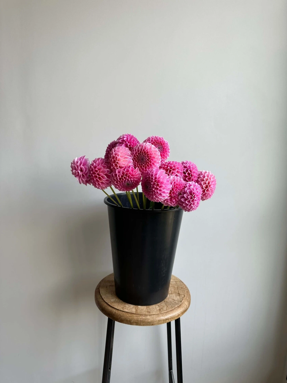 Георгин Sweet Fabienne (корень) Закупка М55 апрель 2026