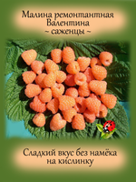 Малина Валентина