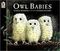 Owl Babies