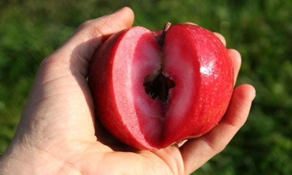 Яблоня Редлав Эра