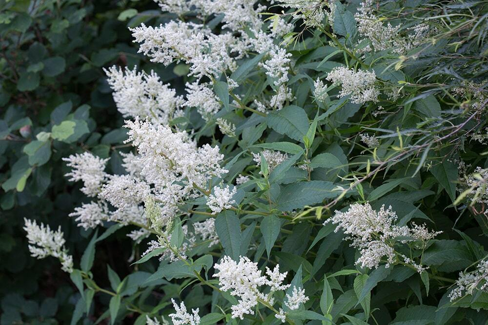 Горец изменчивый. Persicaria polymorpha.