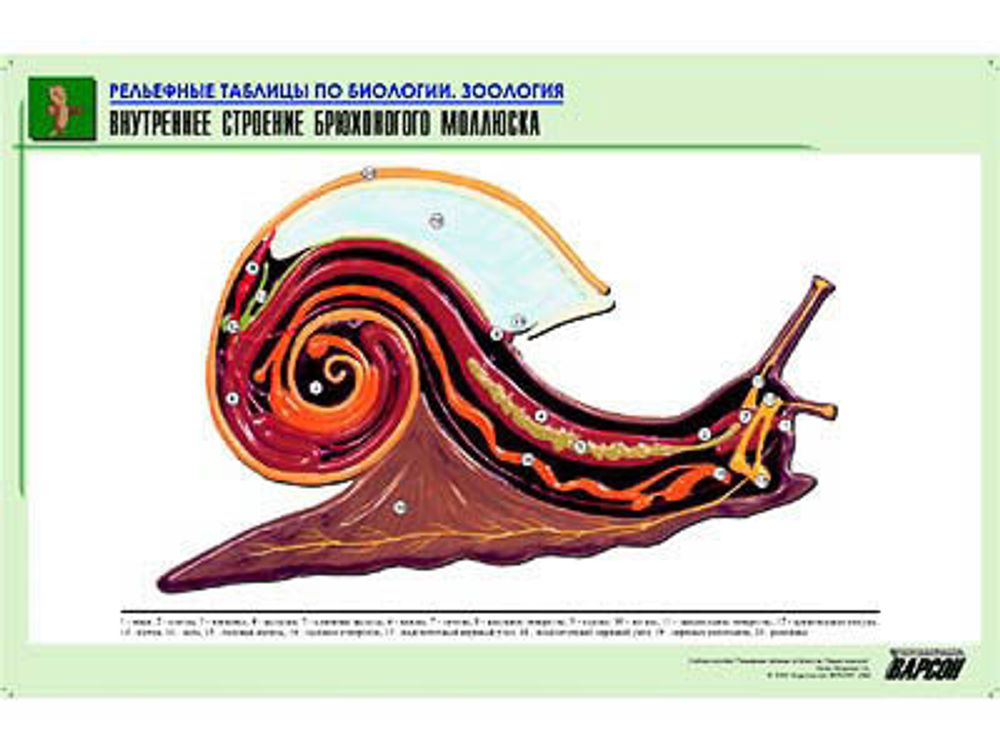 Рельефная таблица &amp;#34;Внутреннее строение брюхоногого моллюска&amp;#34; (формат А1, матовое ламинир.)