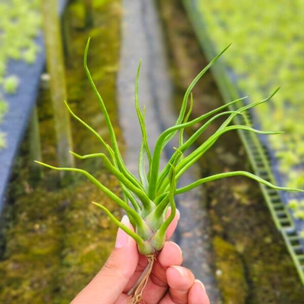Тилландсия bulbosa