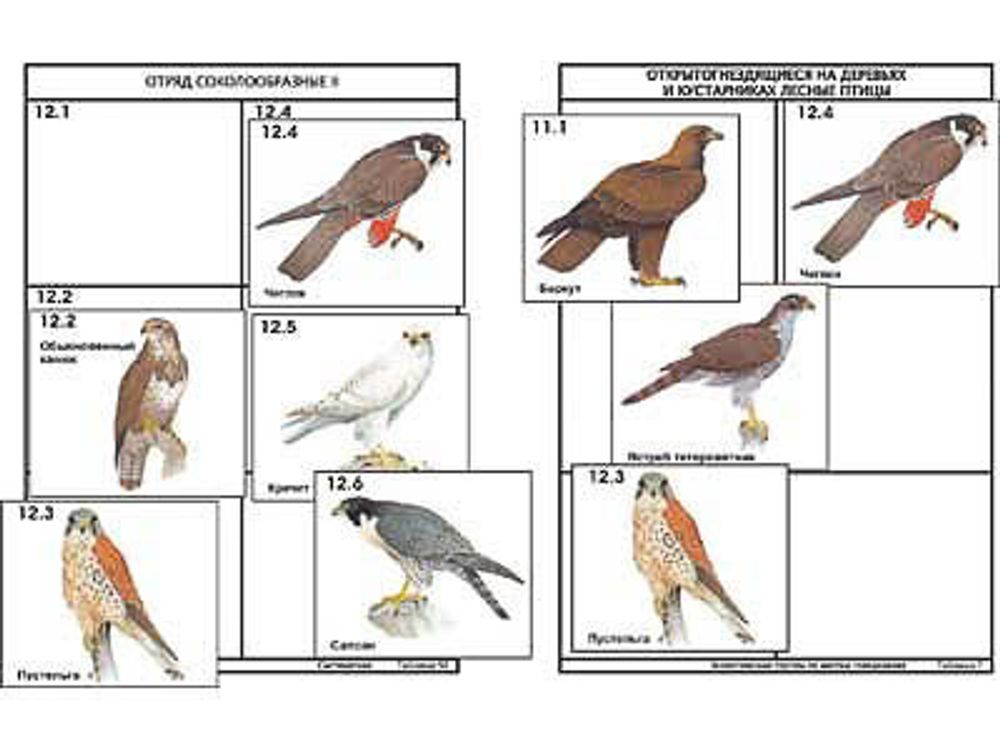 Комплект дидактических карточек: &quot;Систематика и экология птиц&quot; (95 шт., цвет., лам.)