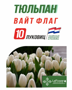 Тюльпан Луковица, Вайт Флаг, 10шт