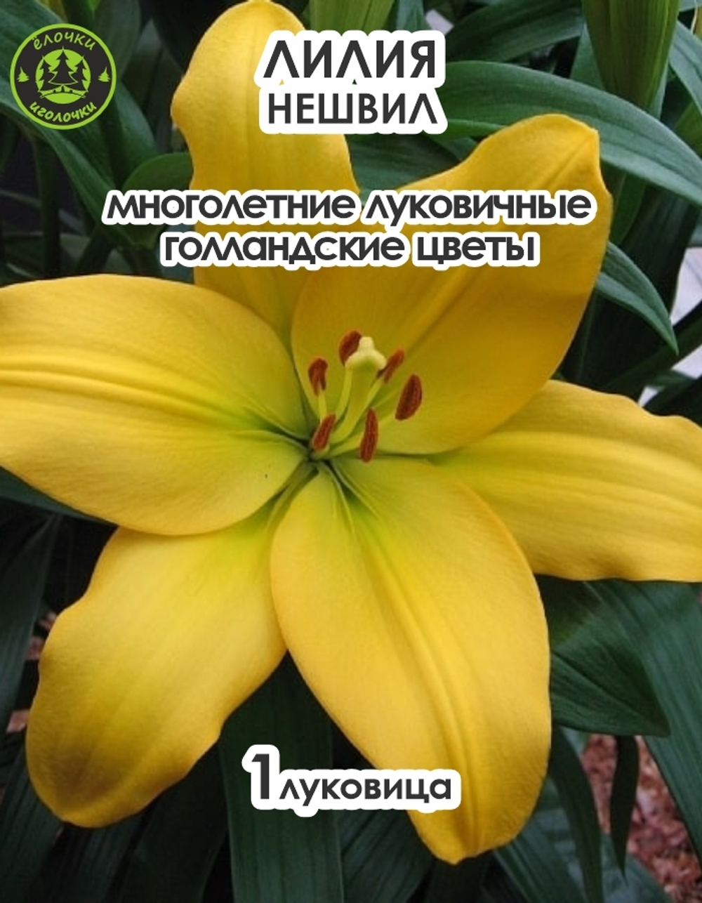 Лилия Луковица, Нэшвилл, 1 шт
