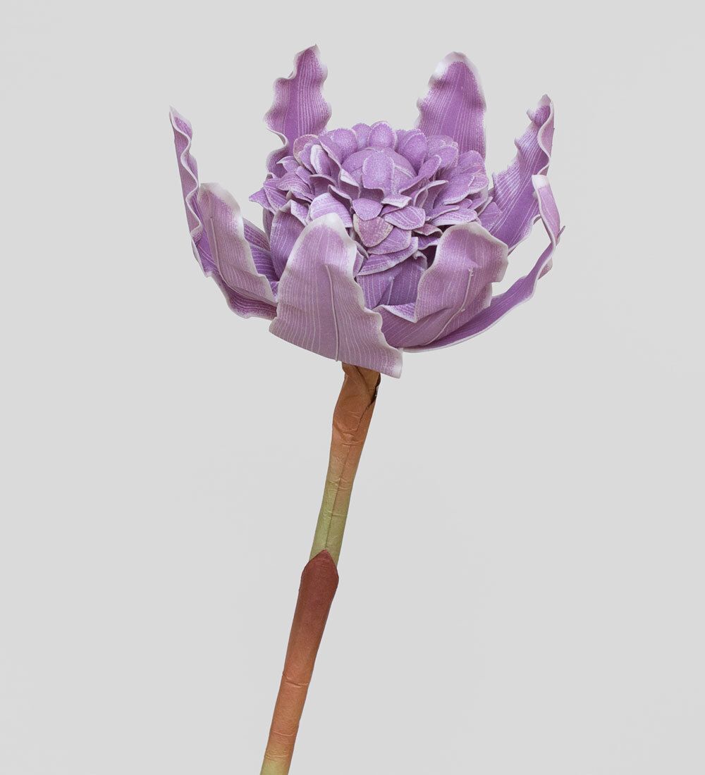 TR 582 Имбирь-факел